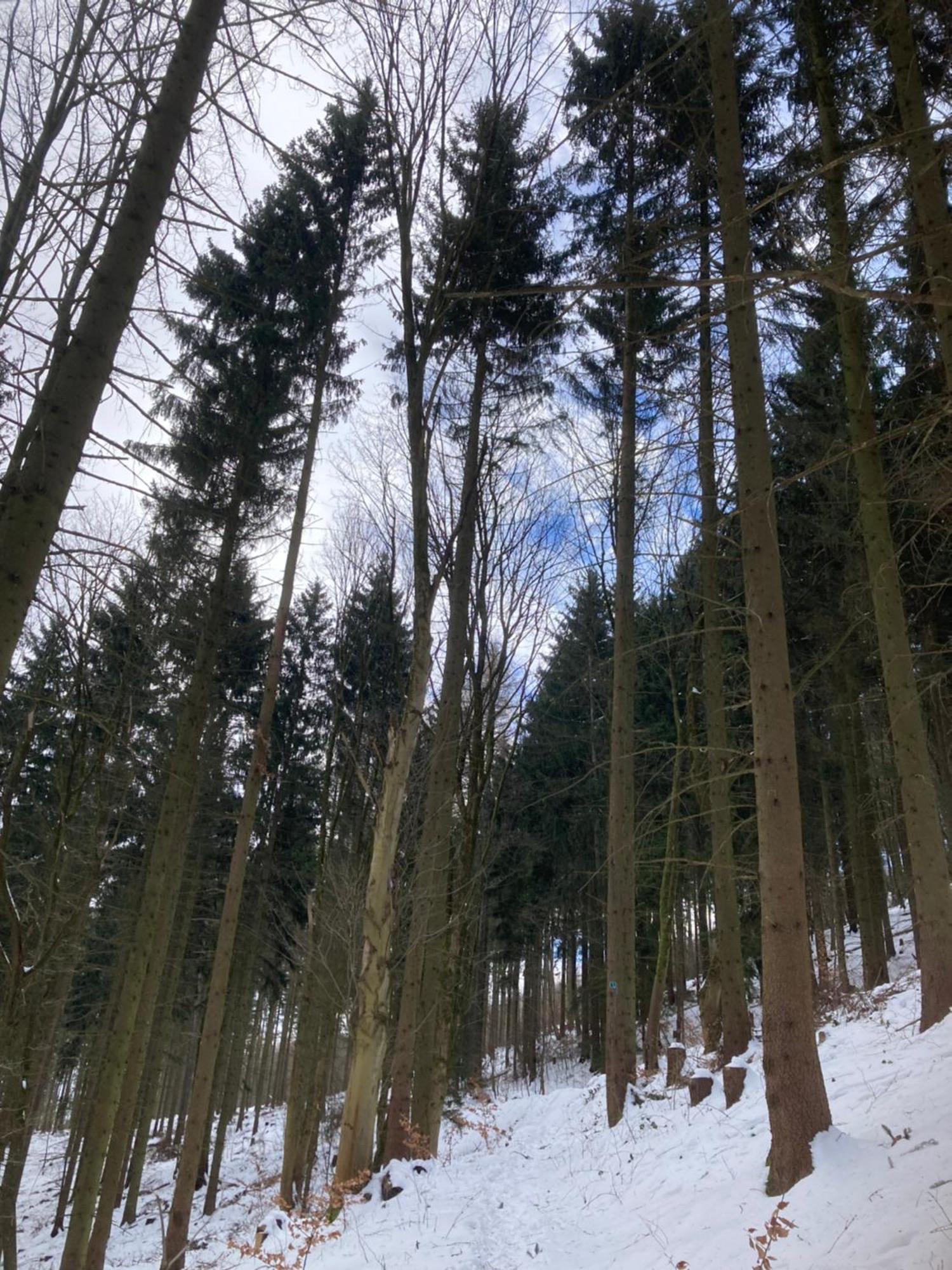 Ferienwohnung Auszeit Tabarz/Thüringer Wald Exterior foto